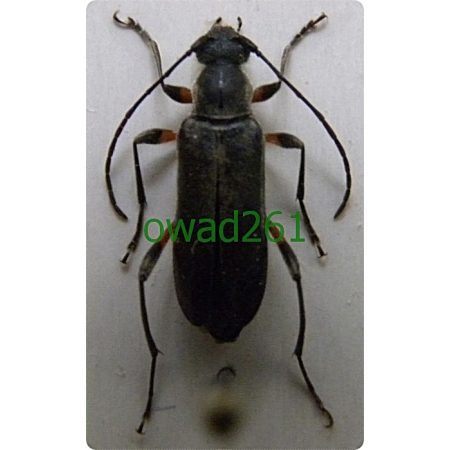 Grammoptera abdominalis (Stephens, 1831) Kruszynka dębowa